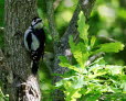Greater-Spotted-Woodpecker-1