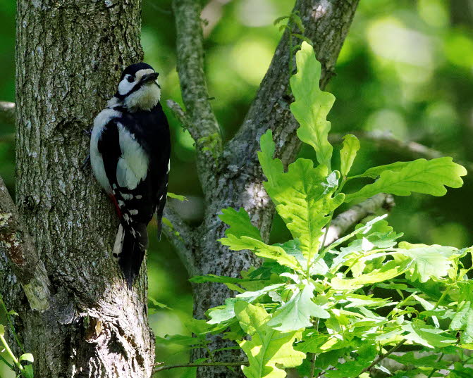 Greater-Spotted-Woodpecker-1
