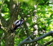 Greater-Spotted-Woodpecker-2