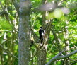 Greater-Spotted-Woodpecker-3